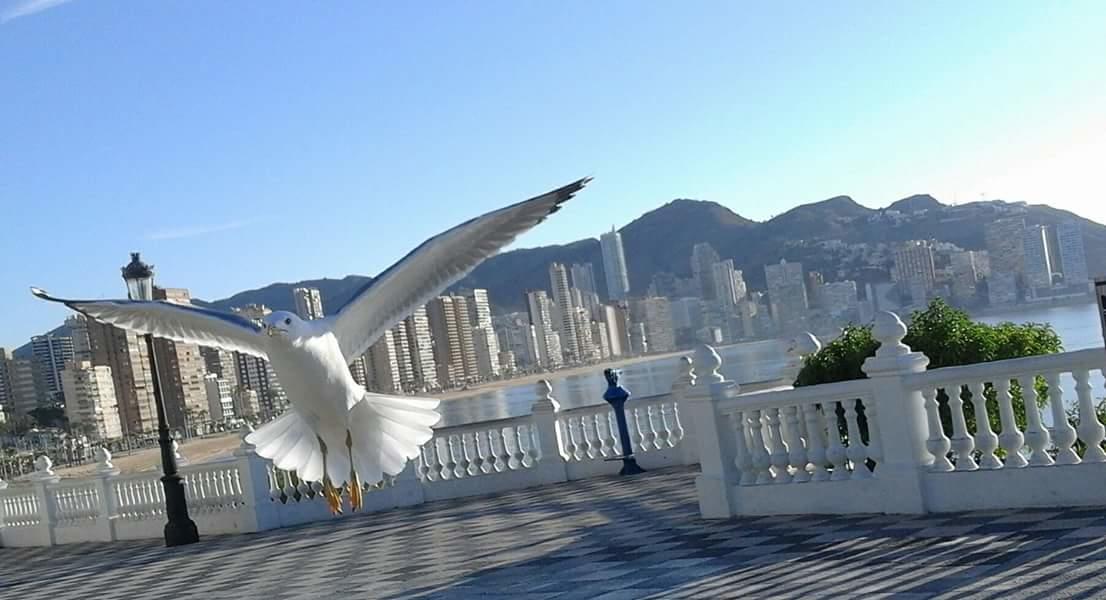 Appartamento Acuarium Lux Benidorm Esterno foto